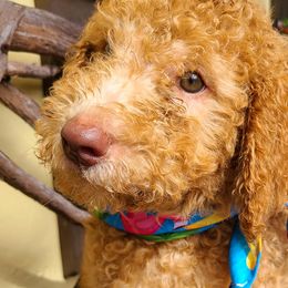 Harley - Caramel red Labradoodle puppy in Florida from 7 Puppies