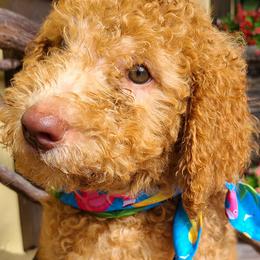 Harley - Caramel red Labradoodle puppy in Florida from 7 Puppies