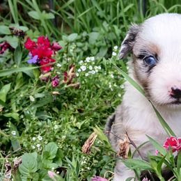 Miniature Australian Shepherds from Ghostfire Mini Aussies