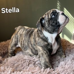 Bulldog Puppies from Mary Estabrook