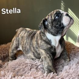 Bulldog Puppies from Mary Estabrook