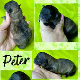 PETER - Cream sable male Pomeranian puppy in Willis, Texas from Treasured Jewels Pomeranians