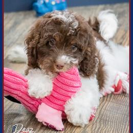 Rue - Brown and white female Cockapoo puppy in Connersville, Indiana from Deaz Doodle Ranch