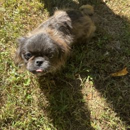 AKC Kima - Gray Pekingese puppy in Cumming, Georgia from Imperial Pekingese