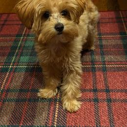 Maltese and Maltipoo Puppies from PrissyPawz