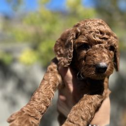 Poodles from Quintero Poodles