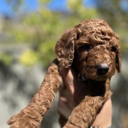 Poodles from Quintero Poodles