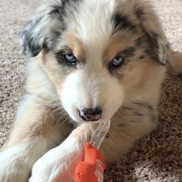 Australian Shepherd Puppies from Ozark Mountain Aussies