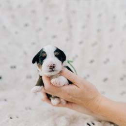Gravy - Tri-color male Bernedoodle puppy in Murray, Utah from Sun Valley Doodles