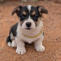AKC Cardigan Boy 'Scout - Black and white male Cardigan Welsh Corgi puppy in Tombstone, Arizona from WeVolution Off-Grid