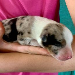 Boy 1 - Blue merle male Miniature Australian Shepherd puppy in Douglas, Arizona from Starry-Eyed Mini Aussies with Tails
