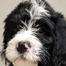 Girl 4 - female Bernedoodle puppy in Henderson, Colorado from Huggable Bernedoodles of Colorado LLC