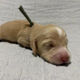 Cream Girl (grey collar) - Cream female Dachshund puppy in Fontana, California from Oscar Meyer’s Weenies
