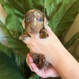 Girl 2 - Dapple female Dachshund puppy in Chandler, Arizona from KCK9 Dachshunds