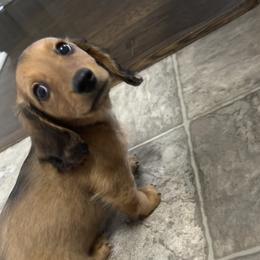 Dachshund Puppies from Zacha’s Doxie House