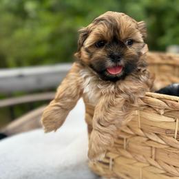 Winston - Red male Shih Tzu puppy in Garner, North Carolina from House of Paws Heritage Nursery