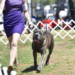 Cane Corso All Grown Up from Garmr Cane Corso