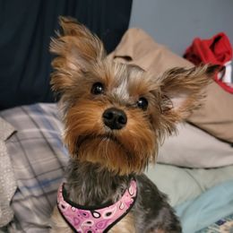 Coco - Yorkshire Terrier