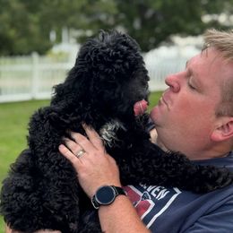 Tina - Black female Goldendoodle puppy in Bedford, Indiana from Simply Doodles LLC