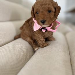 Stella - Caramel red female Australian Labradoodle puppy in Auburn, California from Poodles and Labradoodles breeder