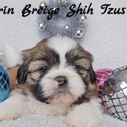 AKC Red & White Male #2 - Red and white male Shih Tzu puppy in Middle Grove, New York from Beirin Breige Shih Tzus