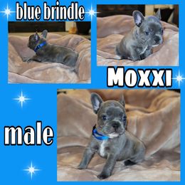 Boy 3 - French Bulldog puppy in Sandy, Utah from Fanciful Frenchies
