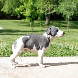 Corduroy - White and blue male Whippet puppy in Gentry, Arkansas from Mardel Robeson of Mulberry Hollow Whippets