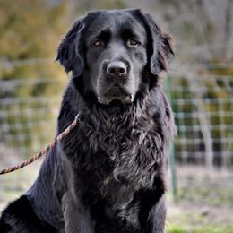 Dilute Retrievers from T3 Pups