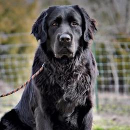 Dilute Retrievers from T3 Pups