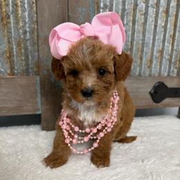 Purple collar - Red  female Goldendoodle puppy in Calico Rock, Arkansas from Cottrell’s Poodles & Doodles