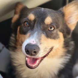 Obi - Pembroke Welsh Corgi