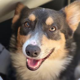 Obi - Pembroke Welsh Corgi