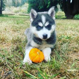 Pomsky Puppies from Periwinkle Pomskies