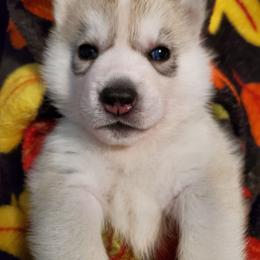 Clove (yellow) - Gray and white female Siberian Husky puppy in Elk River, Minnesota from Naturez Siberians