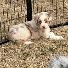 Blush - Red merle Australian Shepherd puppy in Washington from White House Australian Shepherds