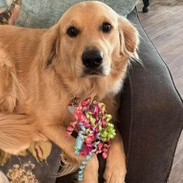 Golden Retrievers from Monica's Golden Retrievers