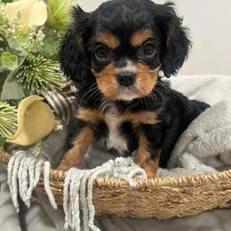 Sammie - Black and tan male Cavalier King Charles Spaniel puppy in Greensburg, Kentucky from Kentucky Cavalier King Charles Spaniels