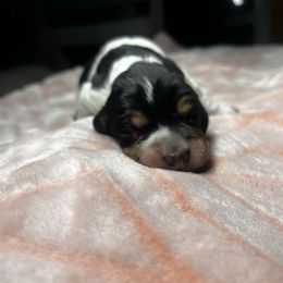 Juniper - Blue ticked and tan female Bluetick Coonhound puppy in Wolf Creek, Oregon from Dejah Bleu Kennels