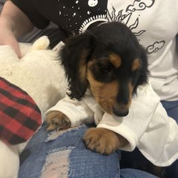 Ash - Black and tan male Dachshund puppy in Victorville, California from Saffron