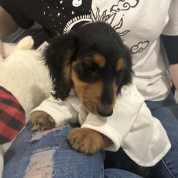 Ash - Black and tan male Dachshund puppy in Victorville, California from Saffron