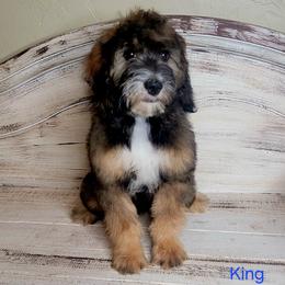 King (Blue Collar) - Sable male Goldendoodle puppy in Scurry, Texas from 07 Seven Oaks Goldens and Doodles