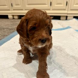 Pumpkin - Red  male Goldendoodle puppy in Mesa, Arizona from AZ River Doodles