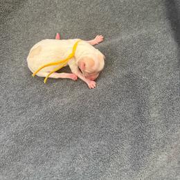 Yellow - Tri-color female Australian Labradoodle puppy in Fontana, California from Grammy's Puppy Love doodles and poodles