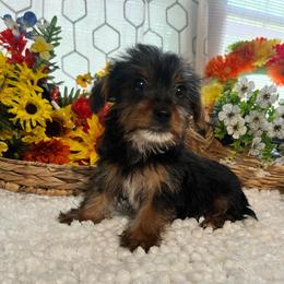 Buster - Black and tan male Yorkshire Terrier puppy in Elgin, South Carolina from Silver Bells Paw Prints