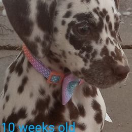 Dalmatian Puppies from Wagner's Dalmatian's