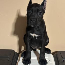 Freya - Black female Cane Corso puppy in Houston, Texas from Mortaio Cane Corso