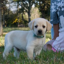 Light Blue Collar - Yellow male Labrador Retriever puppy in Husser, Louisiana from Kristen