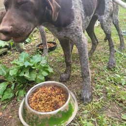 Boy 1 - Liver roan German Shorthaired Pointer puppy in Troy, North Carolina from Uwharrie GSP
