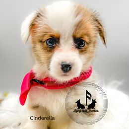 Cinderella - Sable female Pembroke Welsh Corgi puppy in Casper, Wyoming from Flying Note Shorties
