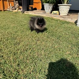 Teddy - Black male Pomeranian puppy in Houston, Texas from Glow Up Pomeranians
